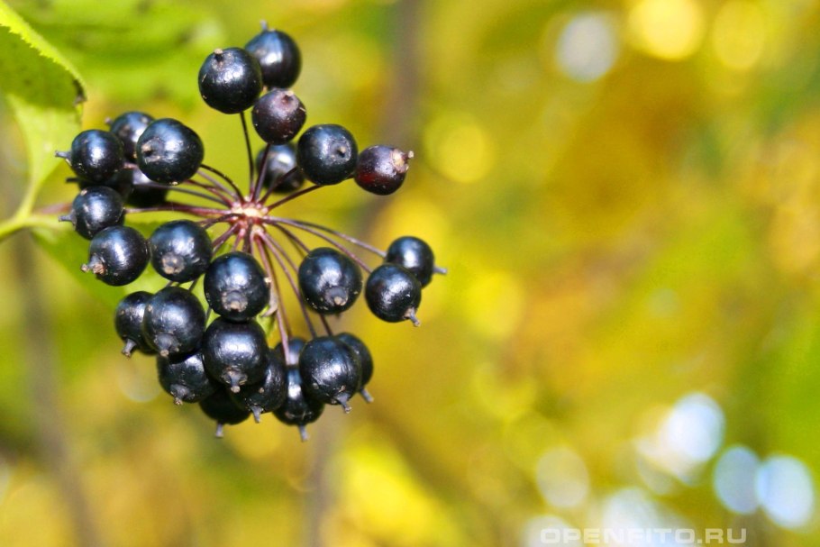 Элеутерококк Дальневосточный