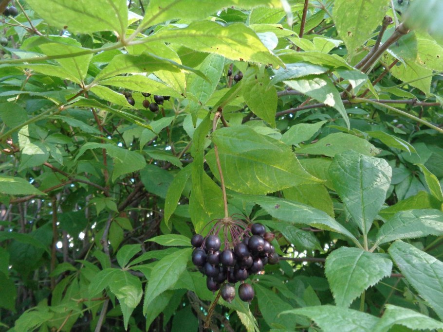 Элеутерококк Дальневосточный