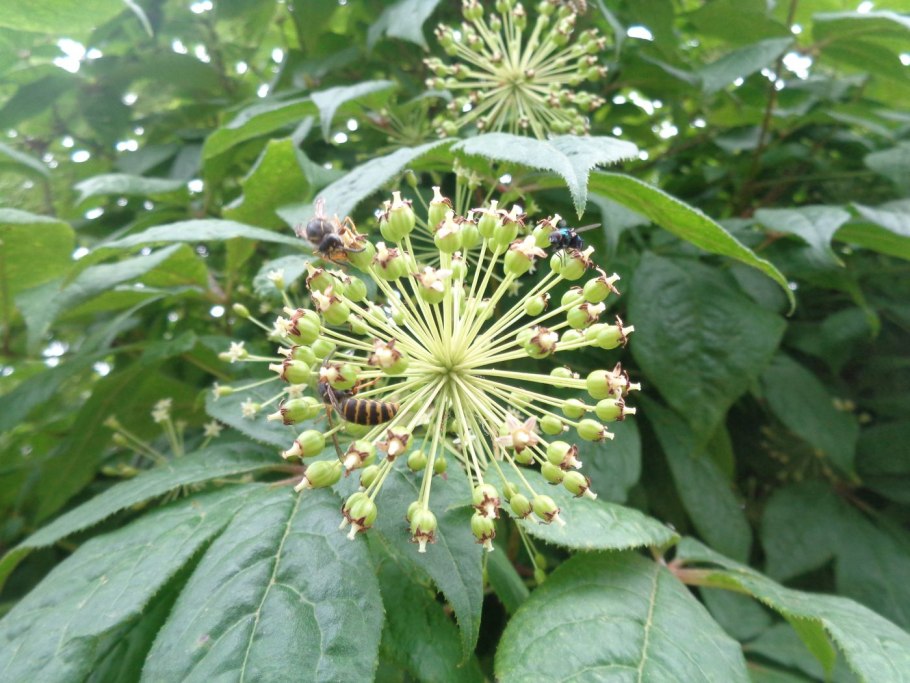 Сибирский женьшень