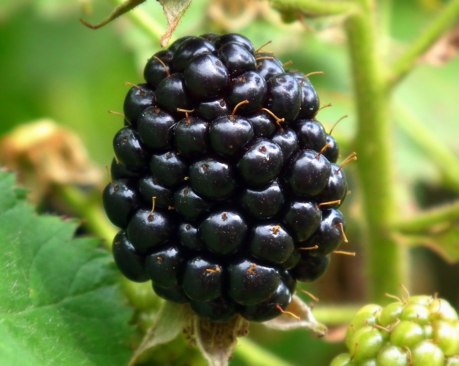 Элеутерококк ягоды