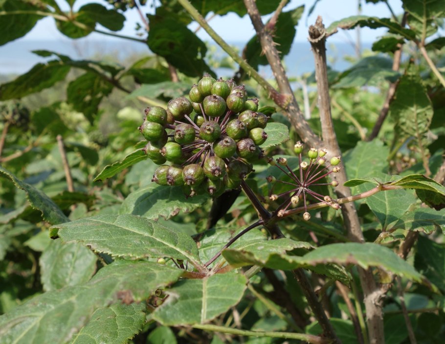 Элеутерококк Дальневосточный растение