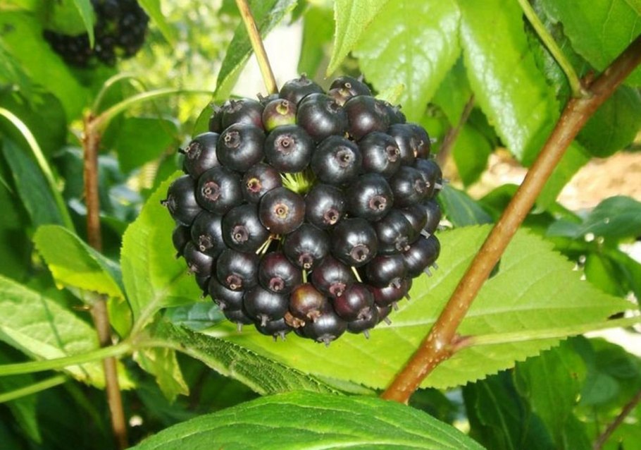 Элеутерококк Сахалинский