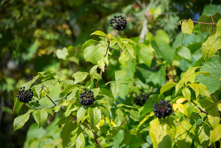 Элеутерококк колючий (Eleutherococcus senticosus)