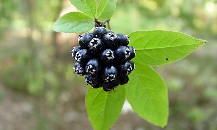 Элеутерококк Сибирский женьшень