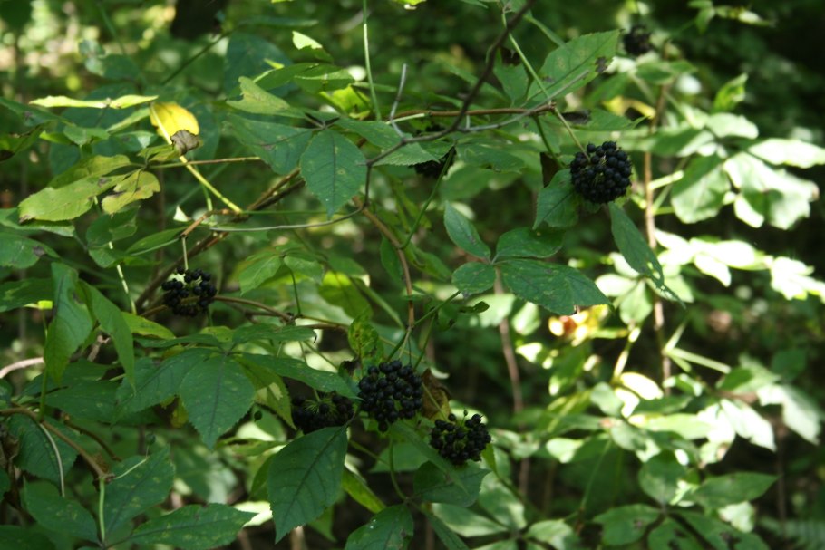 Женьшень Сибирский (элеутерококк), корень