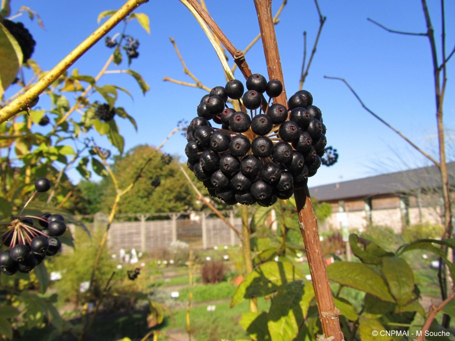 Элеутерококк Сибирский женьшень