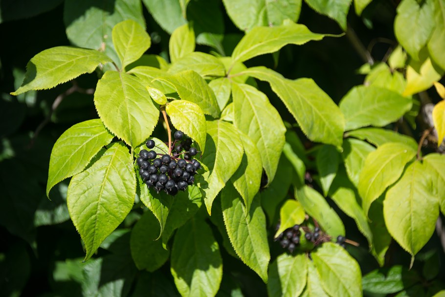 Элеутерококк Дальневосточный