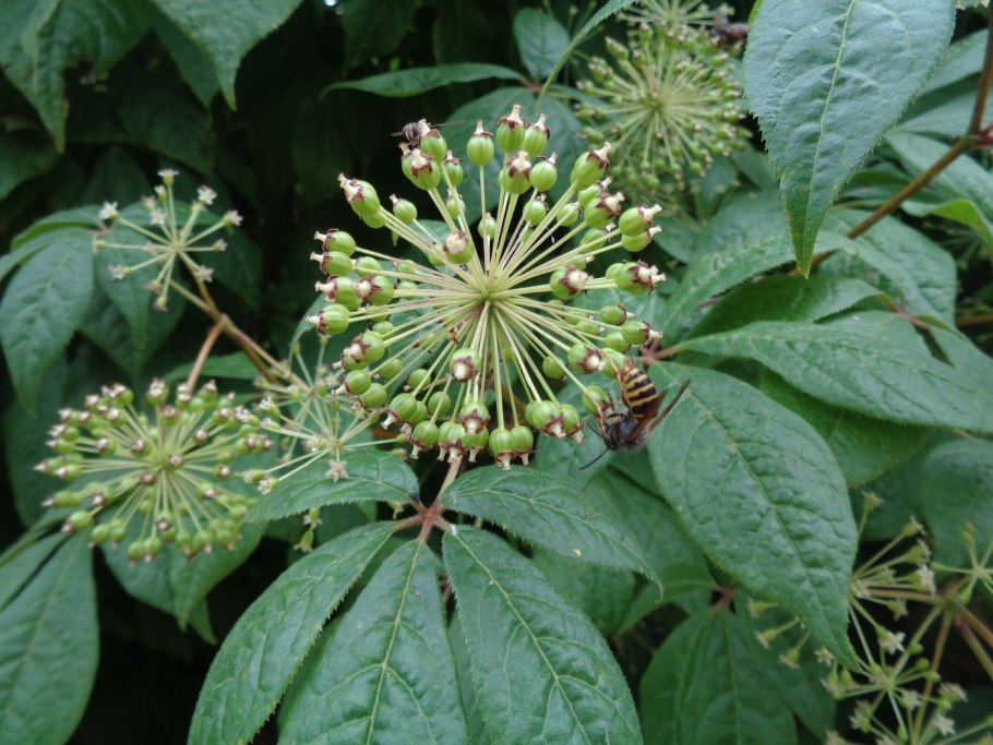 Элеутерококк растение