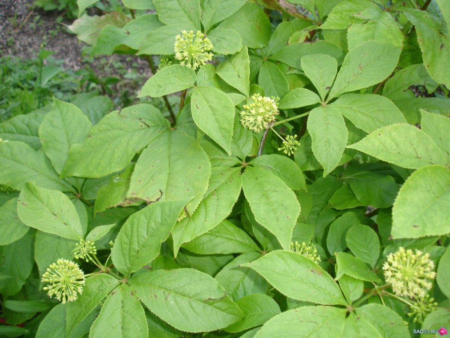 Элеутерококк сидячецветковый