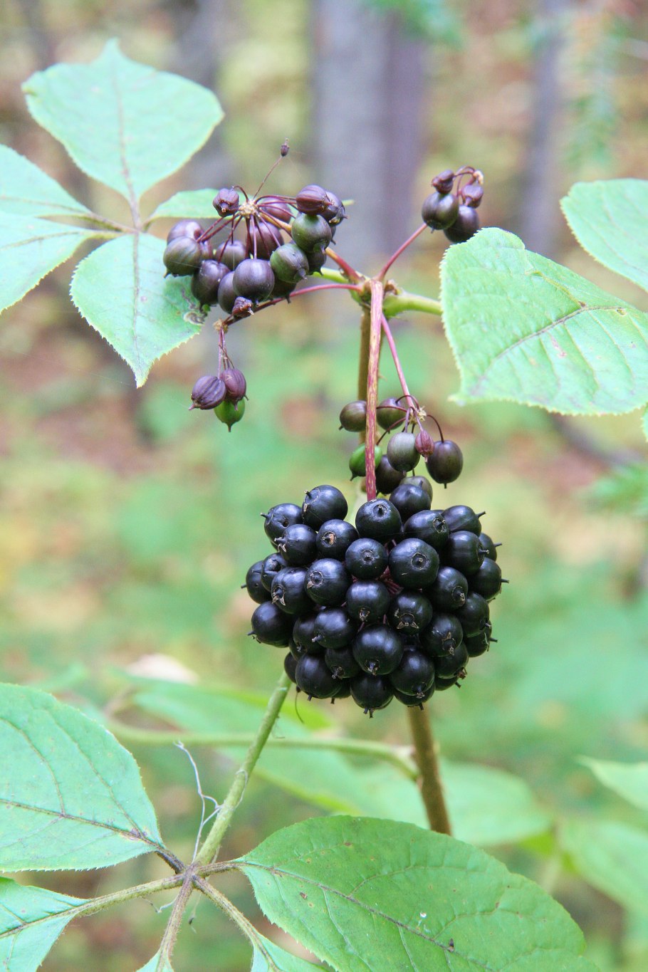 Элеутерококк колючий побег