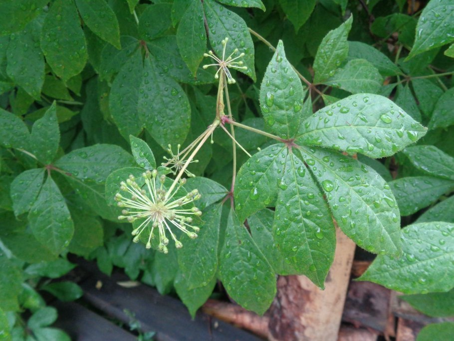 Элеутерококк растение