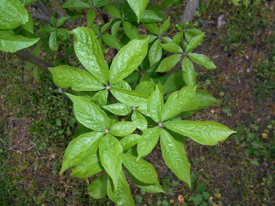 Элеутерококк колючий корневища и корни