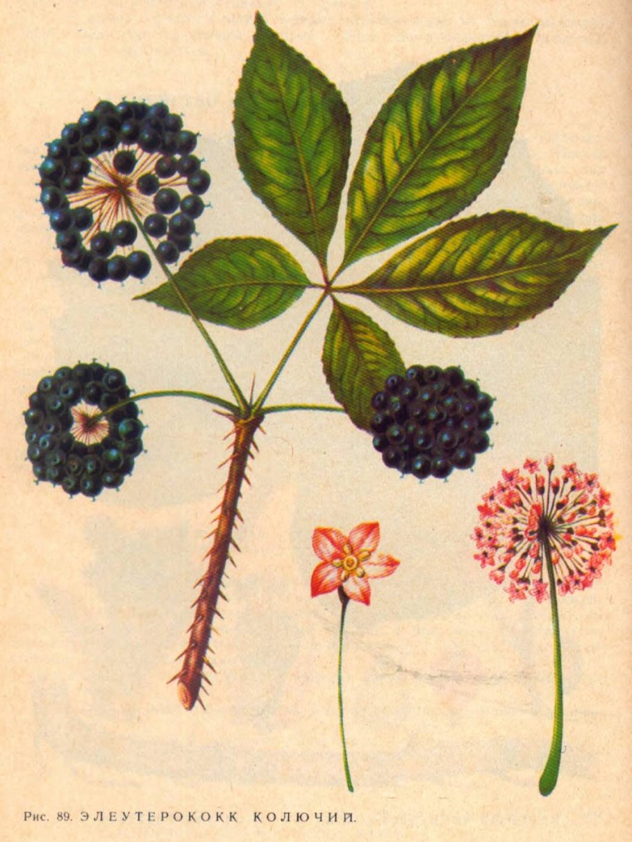 Элеутерококк Сибирский женьшень