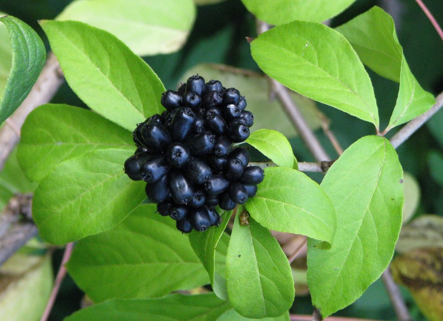 Элеутерококк куст