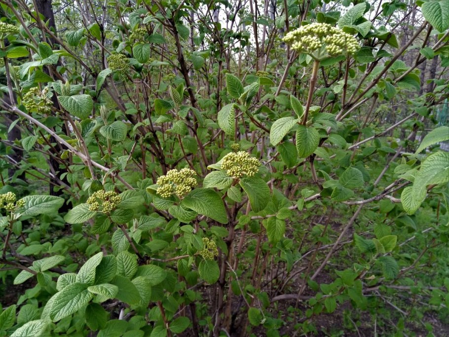 Элеутерококк колючий (Eleutherococcus senticosus)