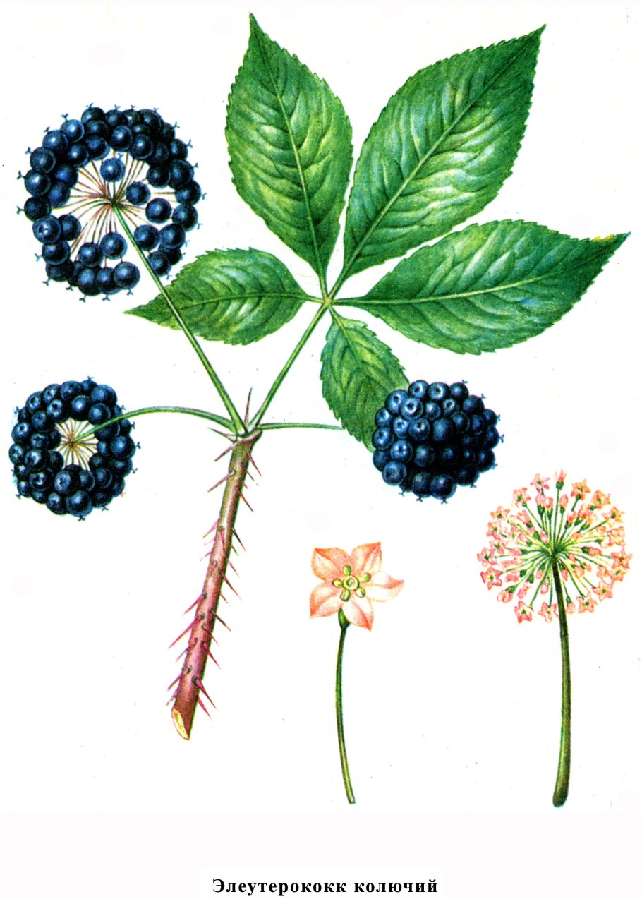 Элеутерококк колючий кустарник