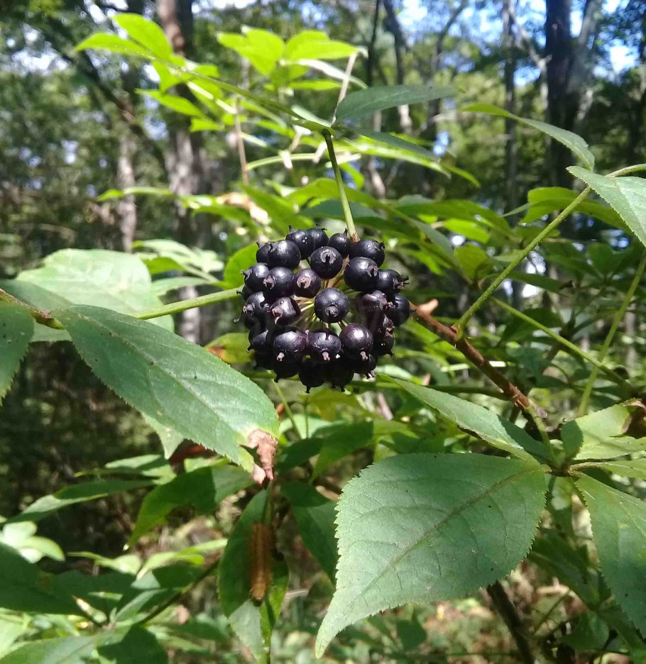 Элеутерококк куст