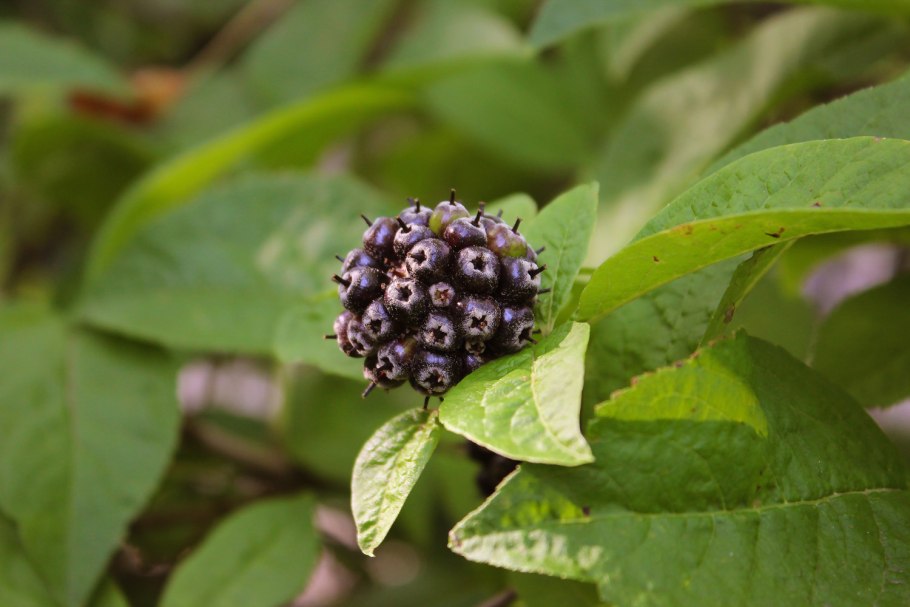 Элеутерококк акантопанакс