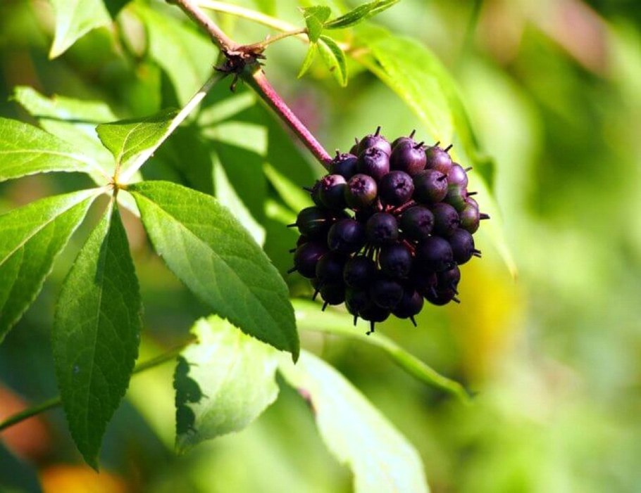 Элеутерококк колючий кустарник