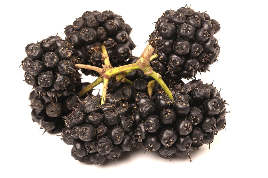 Женьшень Сибирский (элеутерококк), корень