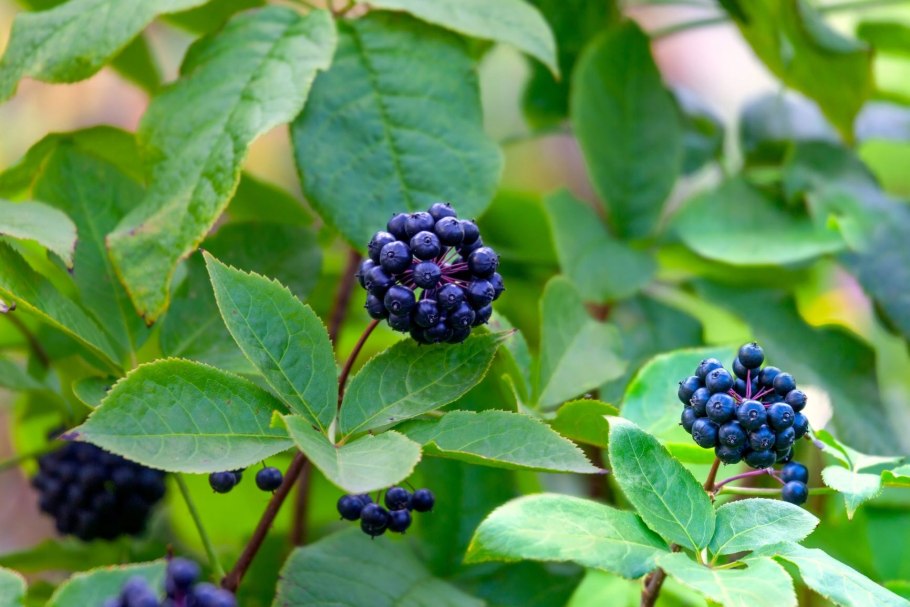 Элеутерококк Дальневосточный