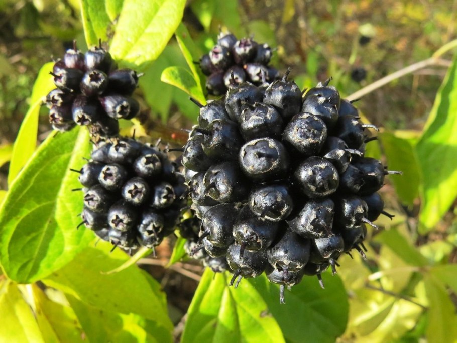 Элеутерокок колючий "Эскулап"