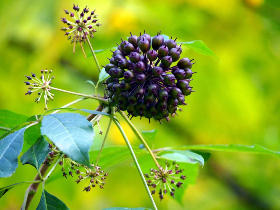 Аралия элеутерококк