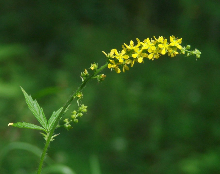 Репешок обыкновенный (Agrimonia Eupatoria)