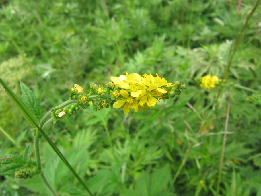 Agrimonia pilosa Ledeb. – Репешок волосистый