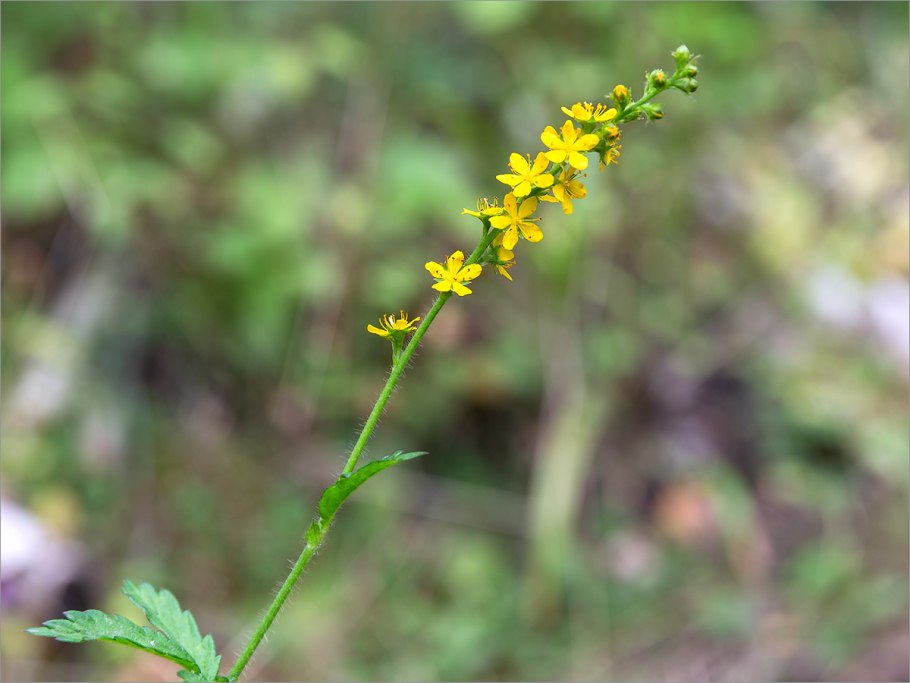 Agrimonia pilosa растение