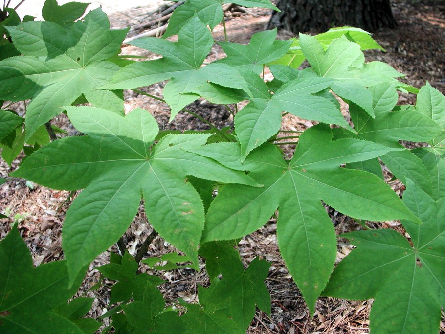 Аралия сердцевидная