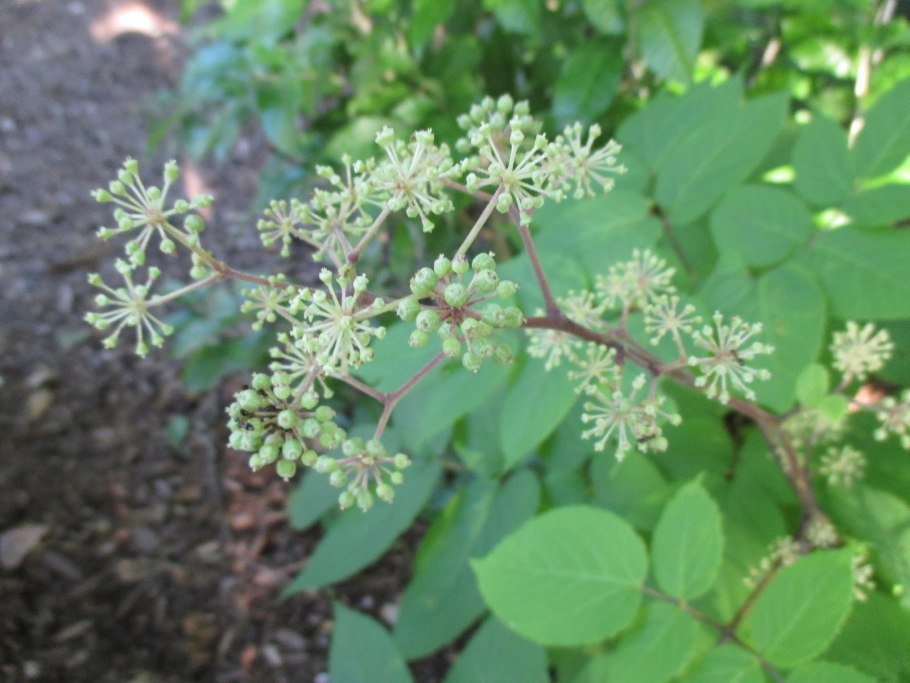 Аралия высокая (Aralia elata)