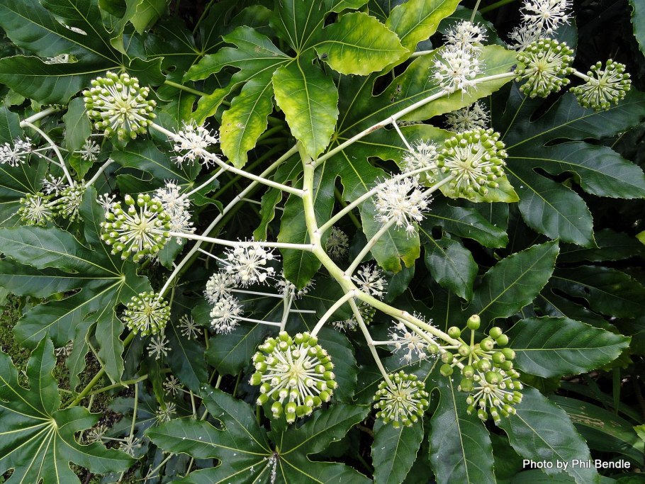 Аралия маньчжурская Фармакогнозия