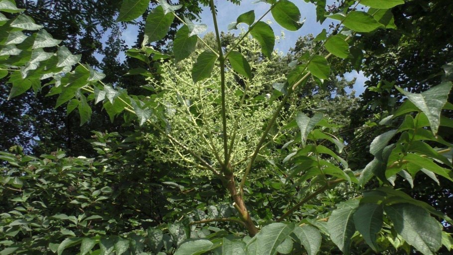 Аралия маньчжурская цветы