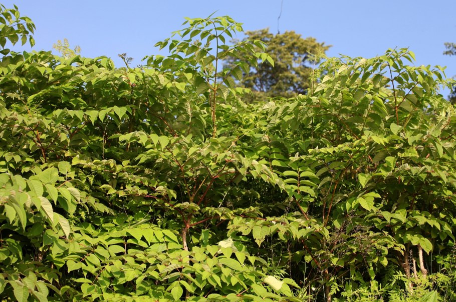 Аралия шип дерево