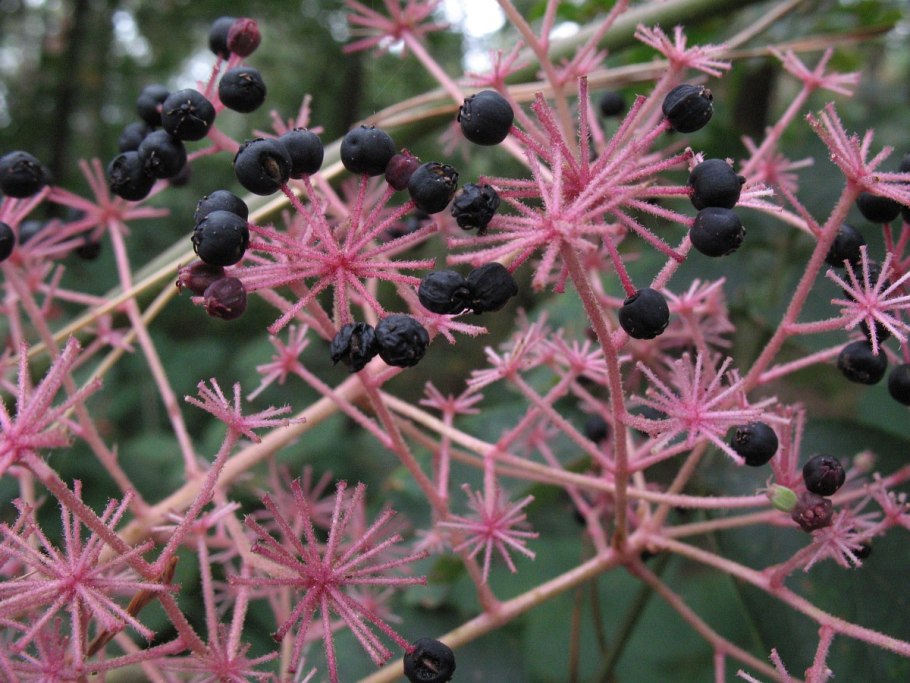 Маньчжурская Лилия