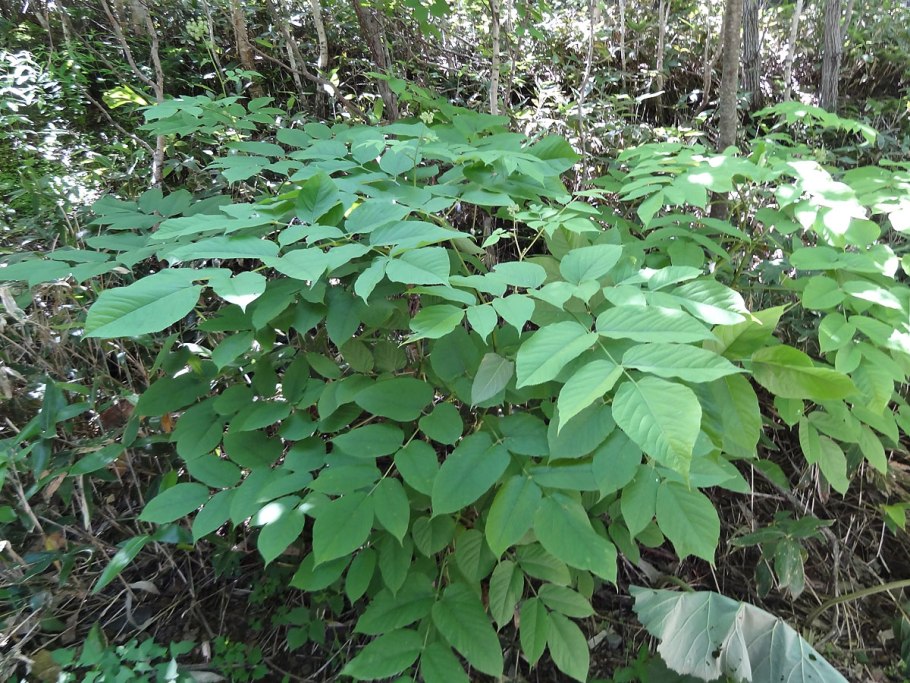 Aralia racemosa (Аралия кистеносная)