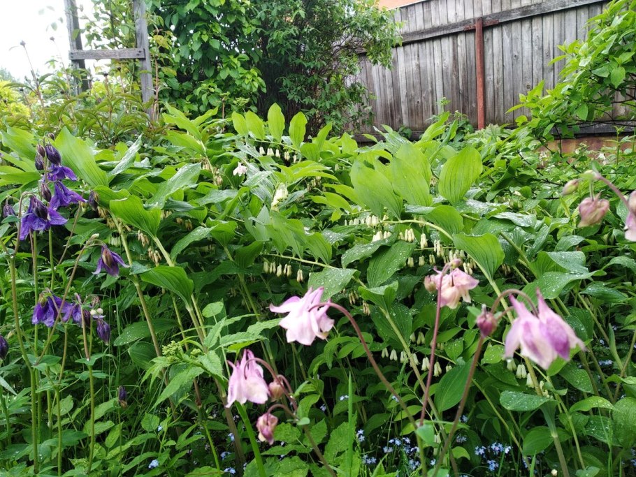 Аквилегия Хоста папоротник