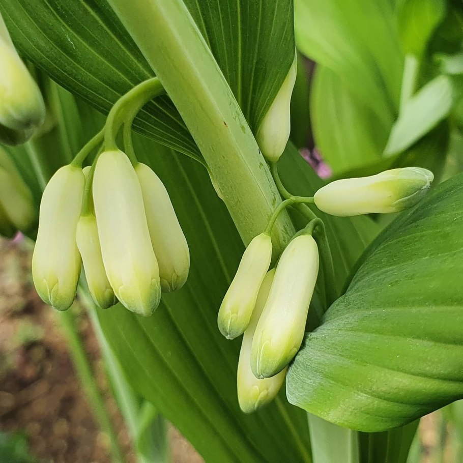 Купена желтая