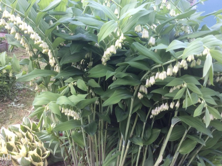 Купена фото цветов на клумбе