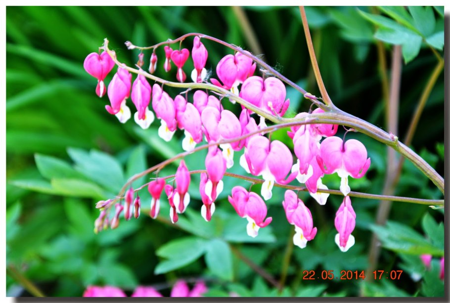 Купена фото цветов на клумбе