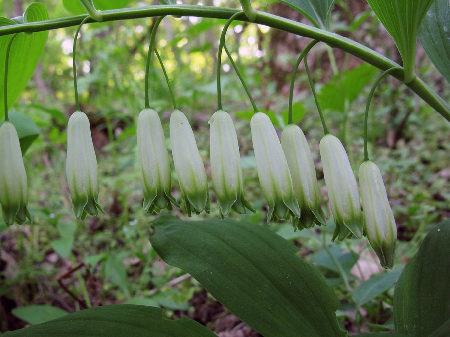 Купена Кавказская