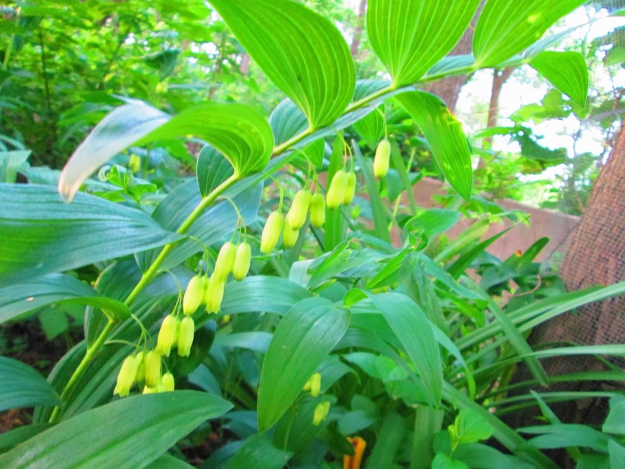 Купена волосистая