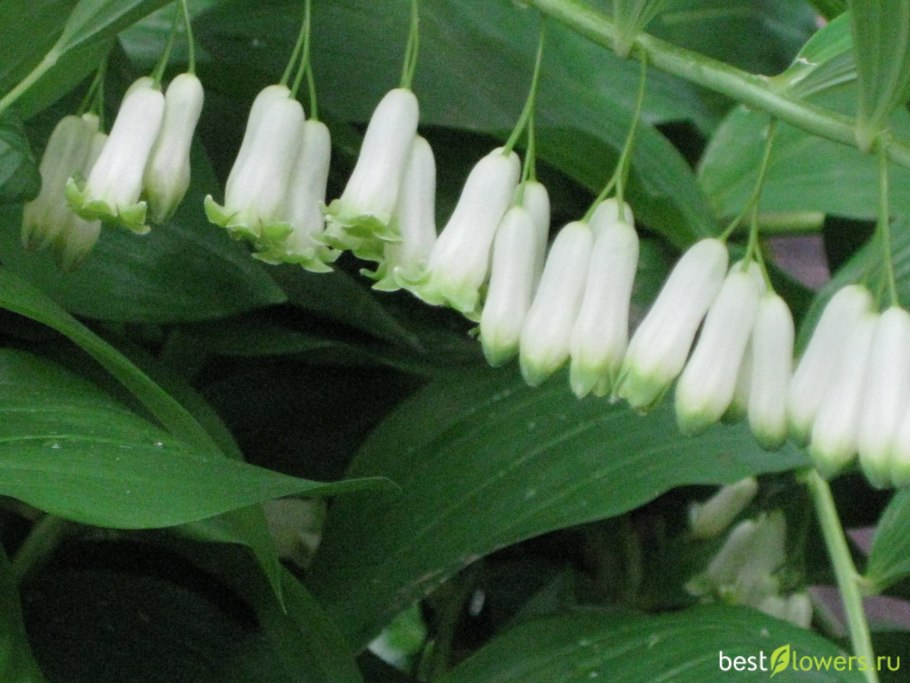 Ландыш купена