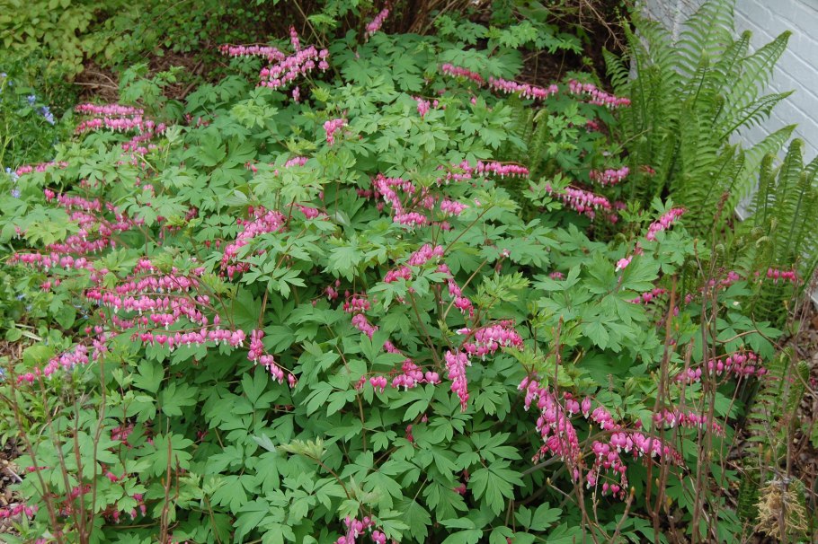 Дицентра и астильба