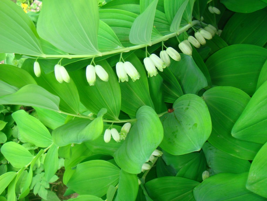 Вишня купена