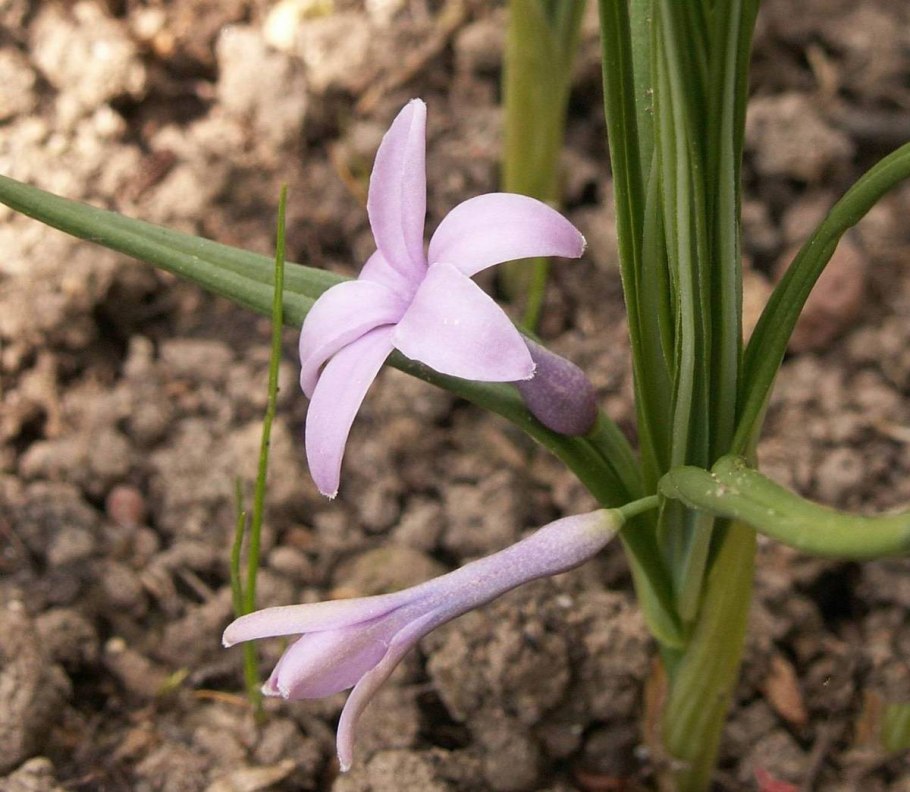 Ландыш Сибирский купена