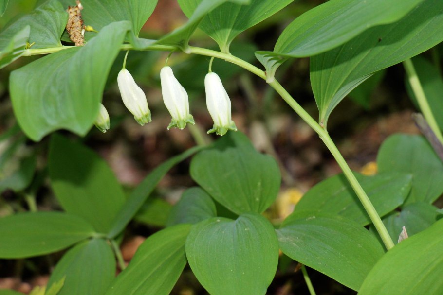 Купена узколистная