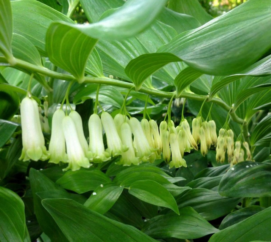 Купена Соломонова печать фото