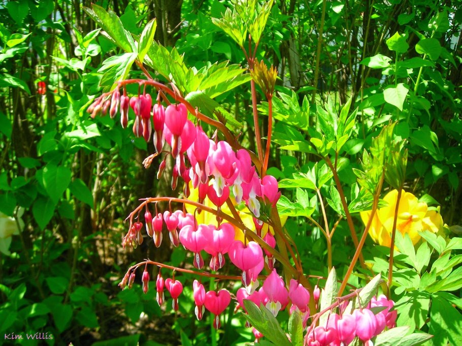 Купена и дицентра